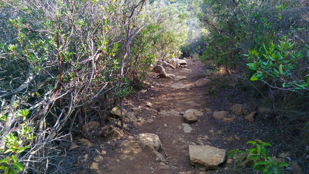 Manzanita trees along Miner's Ridge Loop trail