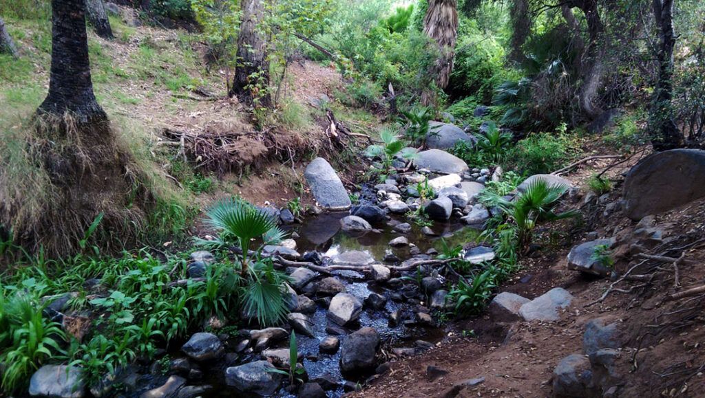 Felicita Creek oasis on Bernardo Mountain