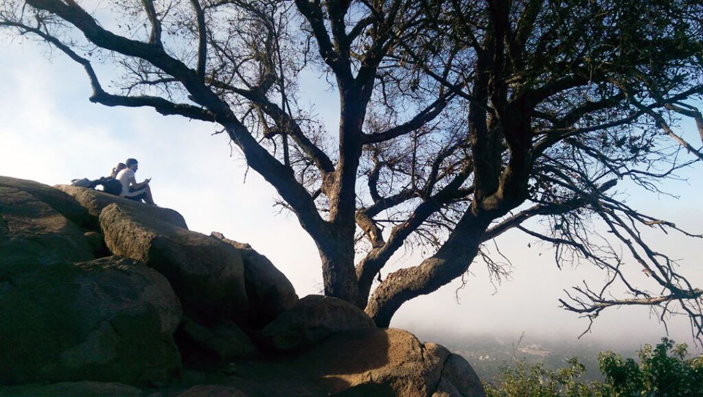 Lone tree on Mount Woodson trail