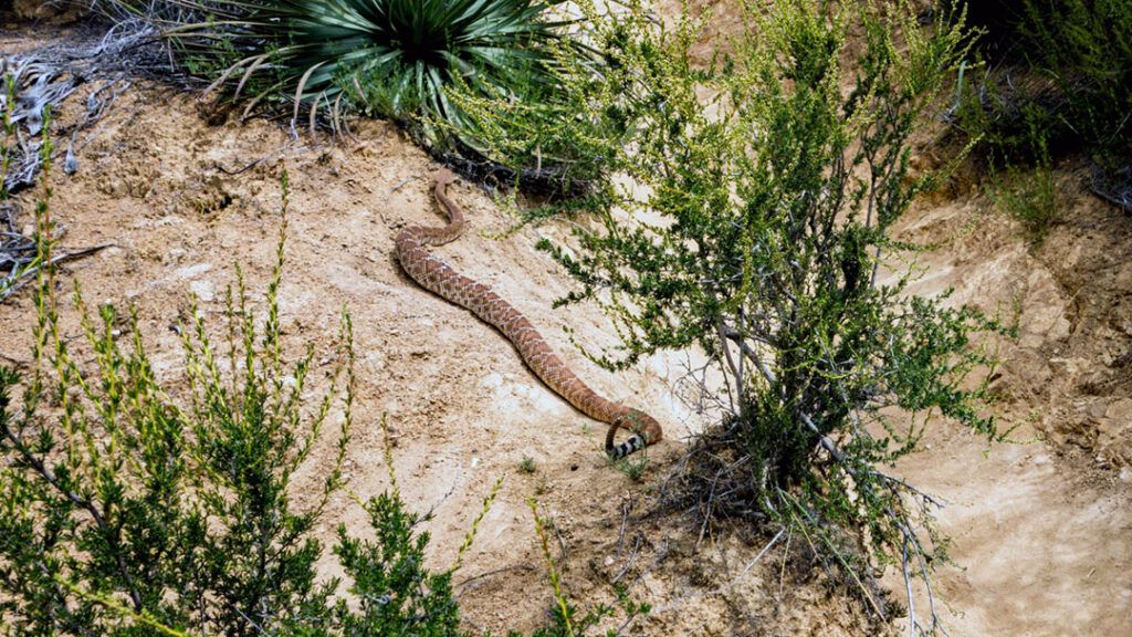 A Red Diamond rattlesnake on the trail to Three Sisters Falls