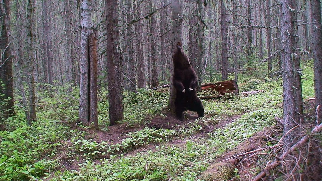 Bear in the woods photo by GlacierNPS - LNT principles.
