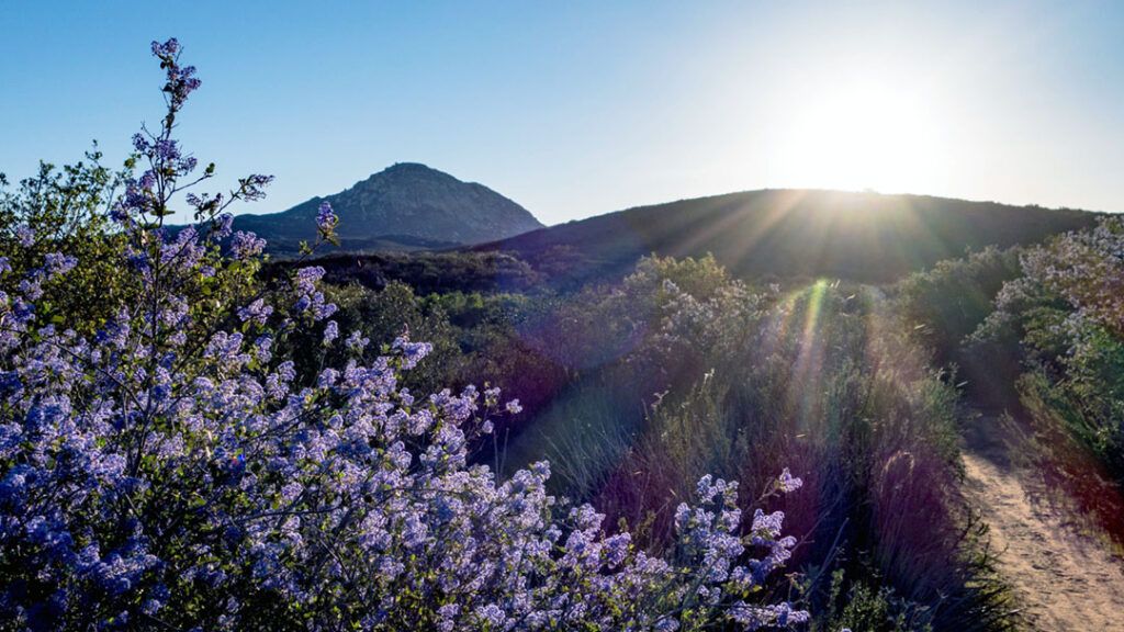 Wildflowers bloom at on Bell Bluff trail.