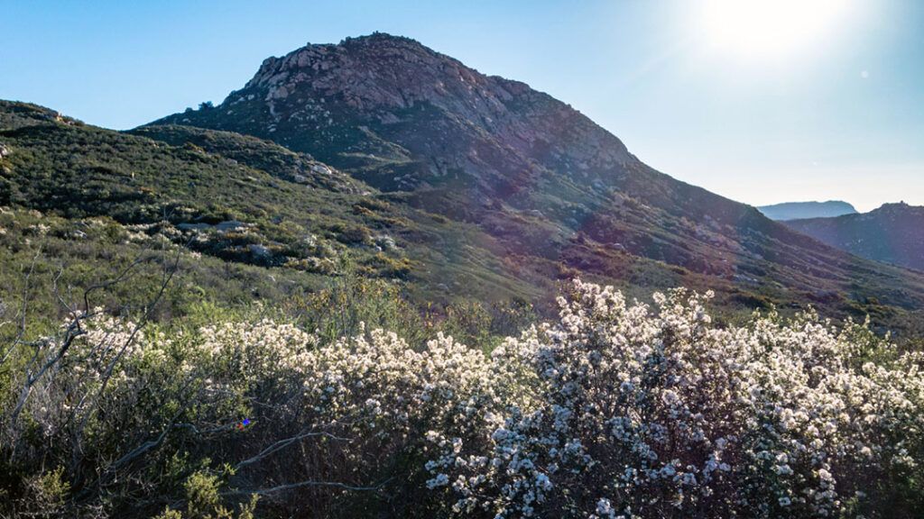 White California buckwheat blooms along the trail at the base of Bell Bluff.