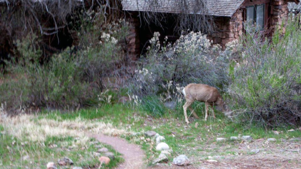 A deer grazes next to a cabin at Cottonwood Campground.