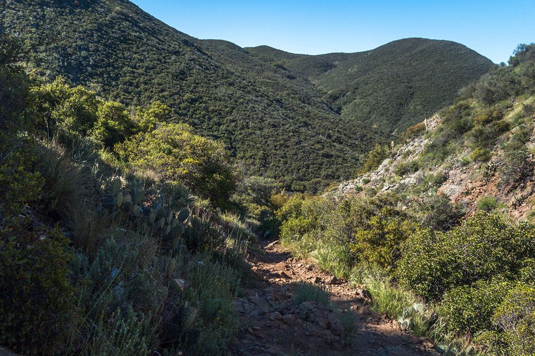 A rugged trail winding through a green canyon.