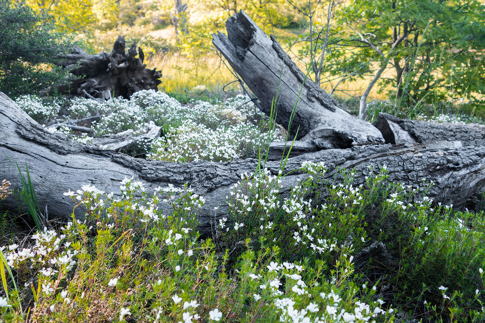 A fallen log surrounded by blooming wild flowers.