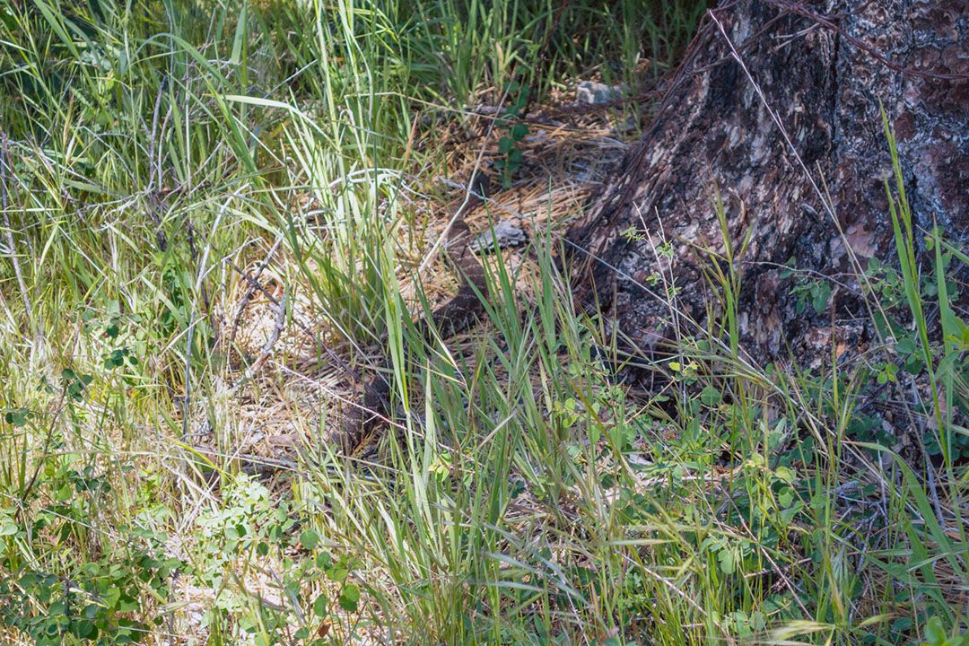 A southern pacific rattle snake escaping in the grass.
