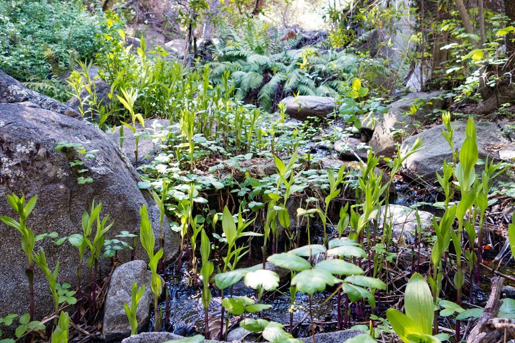 A small creek filled with lush, green water plants