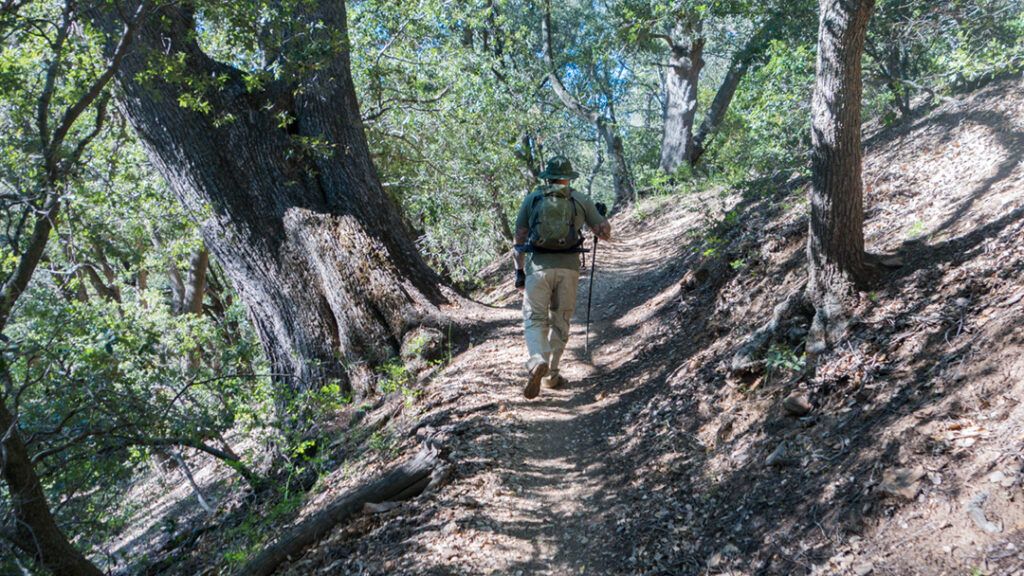 Hiker in the forest on Noble Canyon Trail