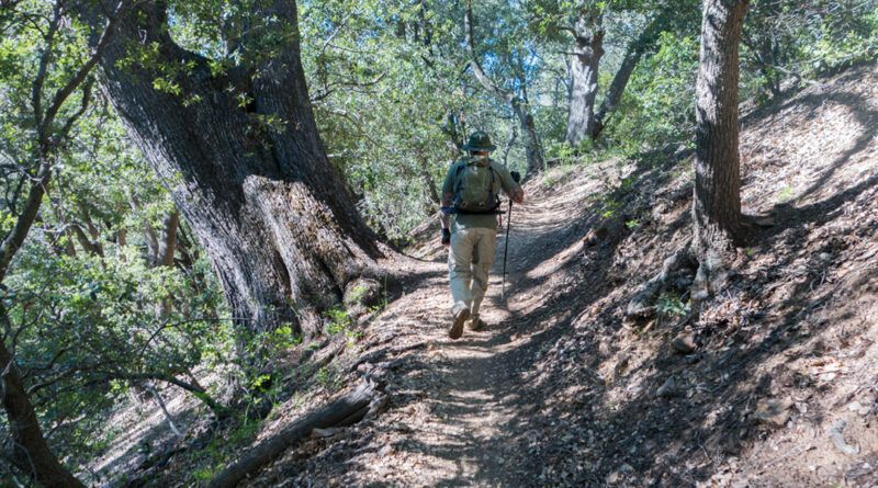 Hiker in the forest on Noble Canyon Trail