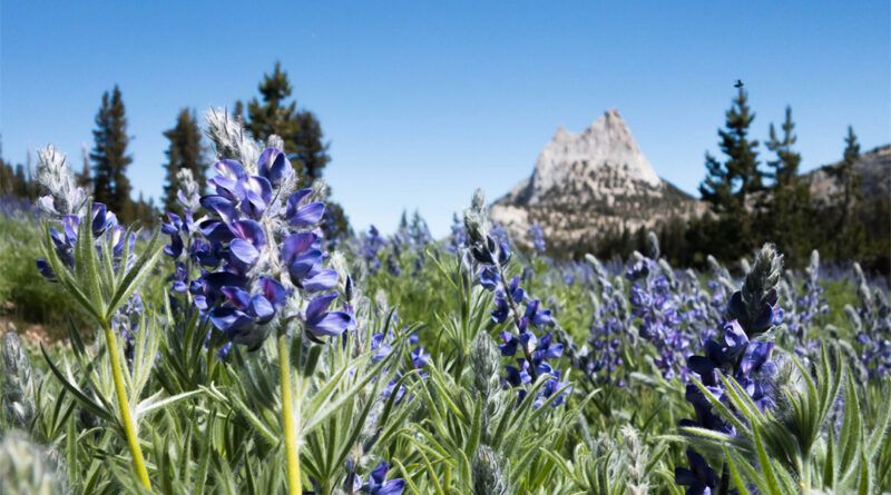 Wildflowers near Cathedral Pass on the JMT
